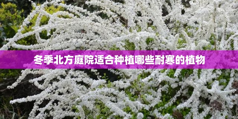 冬季北方庭院适合种植哪些耐寒的植物