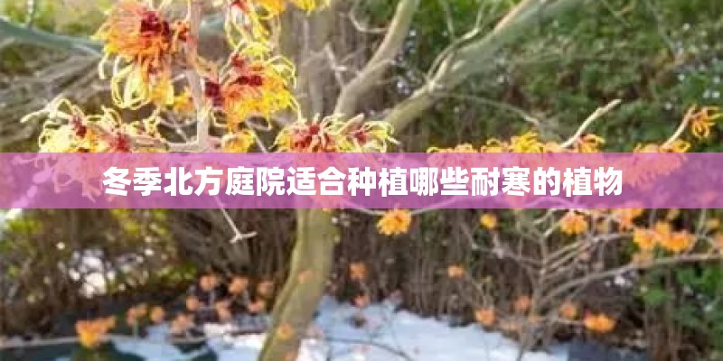 冬季北方庭院适合种植哪些耐寒的植物