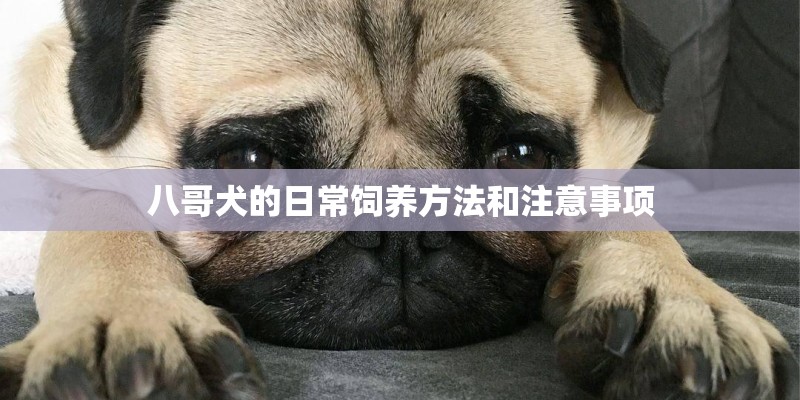 八哥犬的日常饲养方法和注意事项
