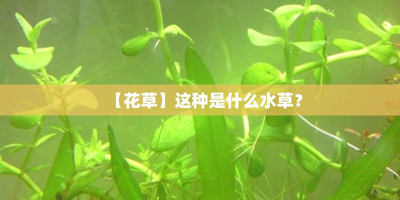 【花草】这种是什么水草？