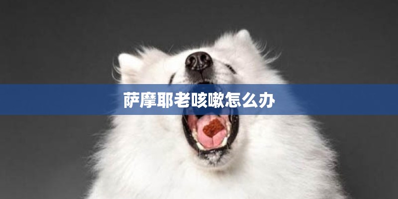 萨摩耶老咳嗽怎么办