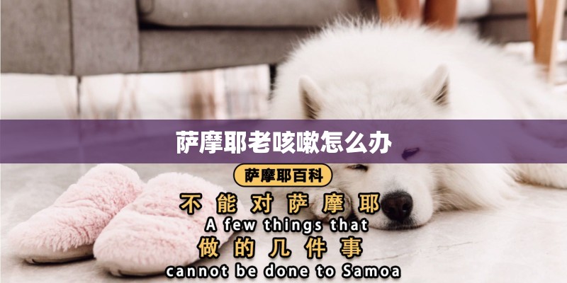 萨摩耶老咳嗽怎么办