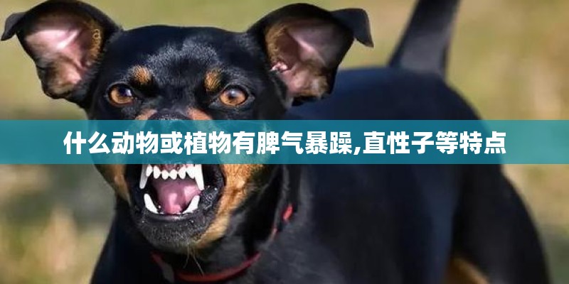 什么动物或植物有脾气暴躁,直性子等特点