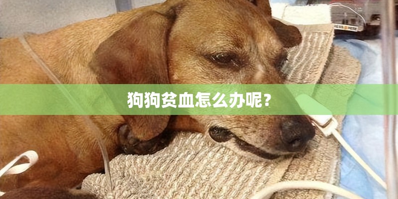 狗狗贫血怎么办呢？