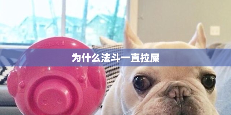 为什么法斗一直拉屎