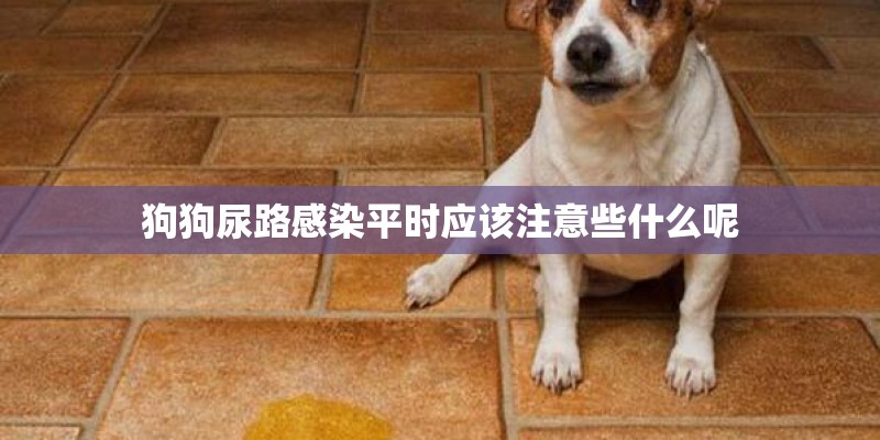 狗狗尿路感染平时应该注意些什么呢