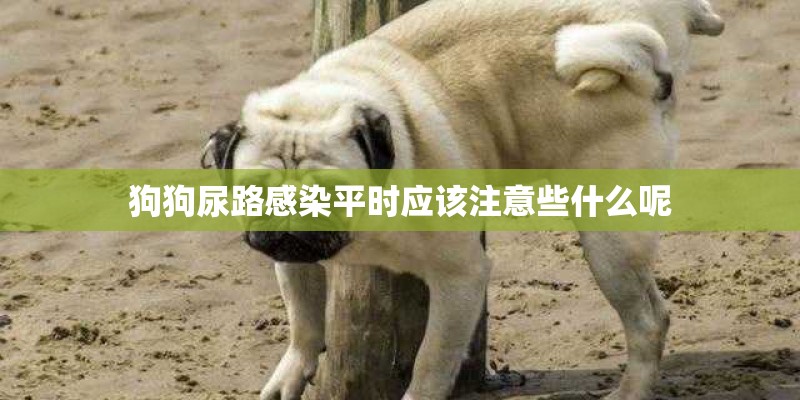 狗狗尿路感染平时应该注意些什么呢