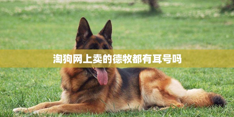 淘狗网上卖的德牧都有耳号吗