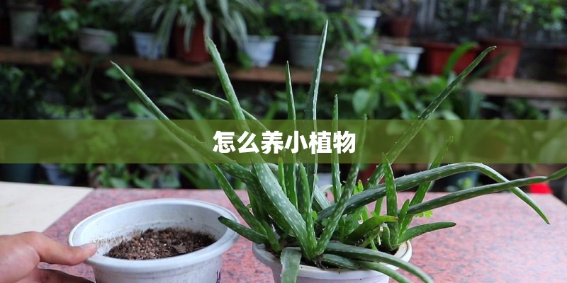 怎么养小植物