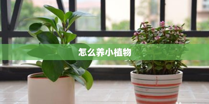 怎么养小植物