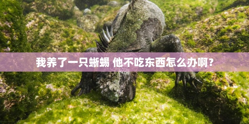 我养了一只蜥蜴 他不吃东西怎么办啊？