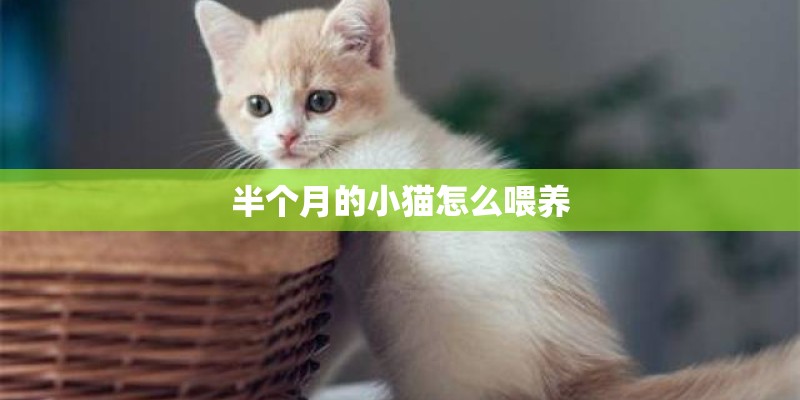 半个月的小猫怎么喂养