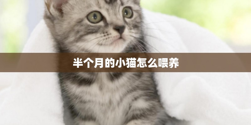半个月的小猫怎么喂养