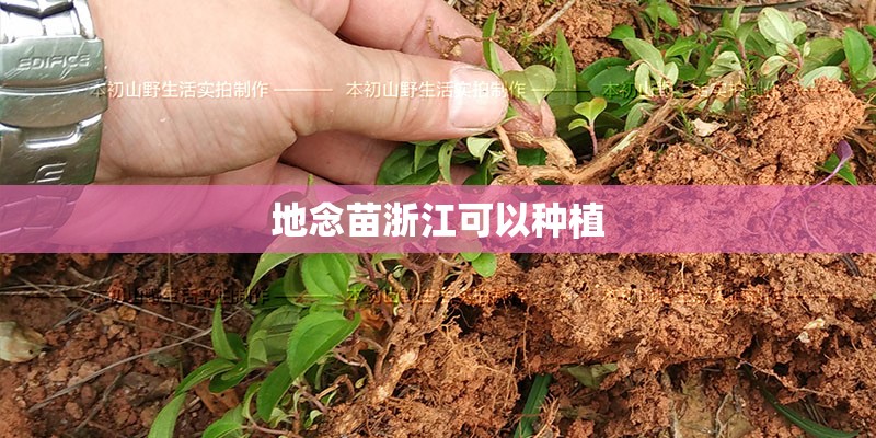 地念苗浙江可以种植