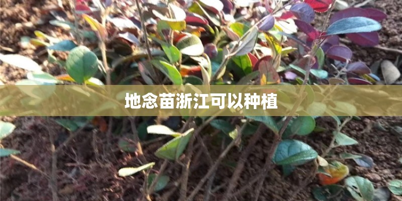 地念苗浙江可以种植