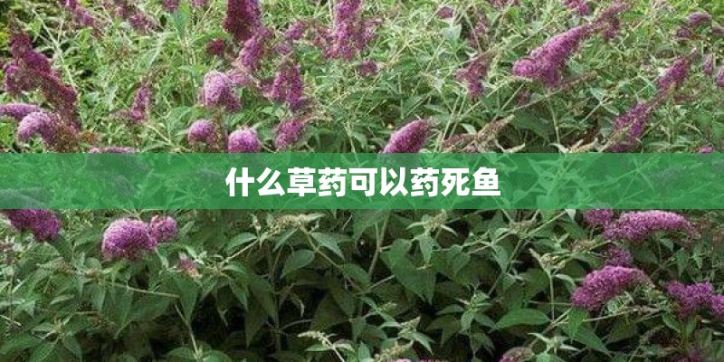 什么草药可以药死鱼