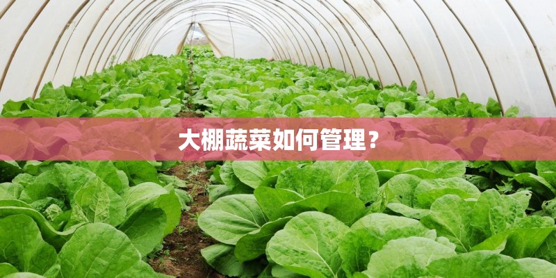 大棚蔬菜如何管理？
