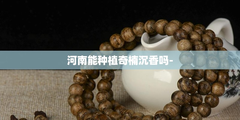 河南能种植奇楠沉香吗-