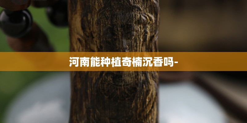 河南能种植奇楠沉香吗-