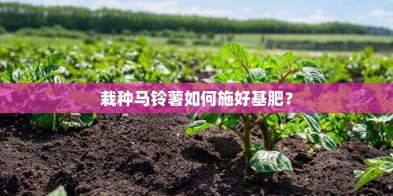 栽种马铃薯如何施好基肥？