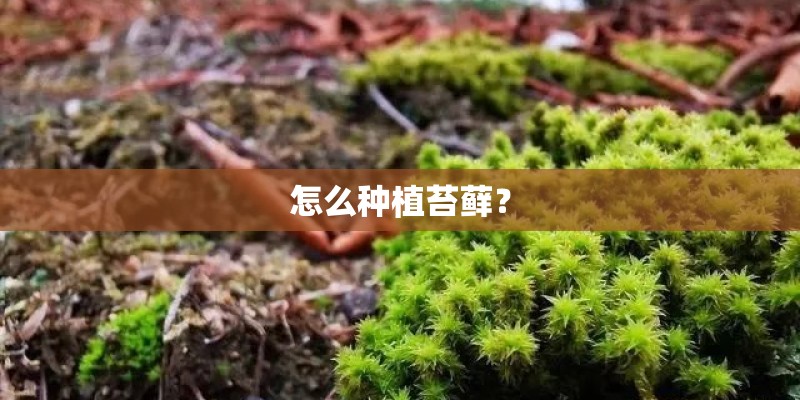怎么种植苔藓？