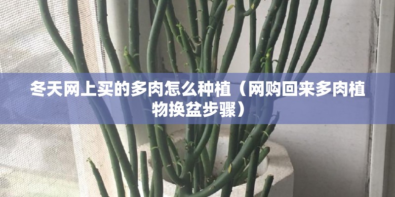 冬天网上买的多肉怎么种植（网购回来多肉植物换盆步骤）