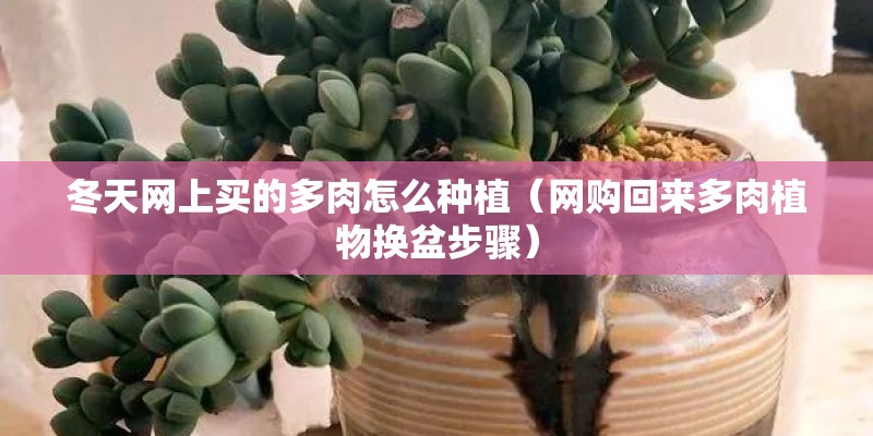 冬天网上买的多肉怎么种植（网购回来多肉植物换盆步骤）