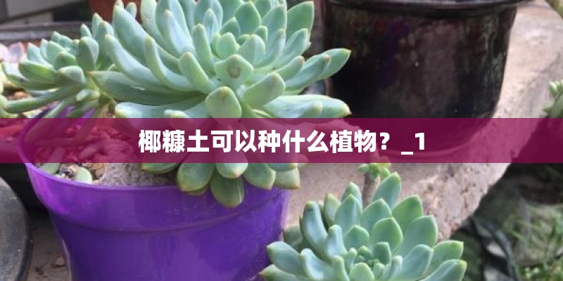 椰糠土可以种什么植物？_1