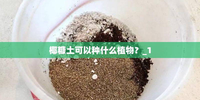 椰糠土可以种什么植物？_1