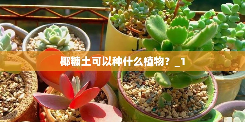 椰糠土可以种什么植物？_1