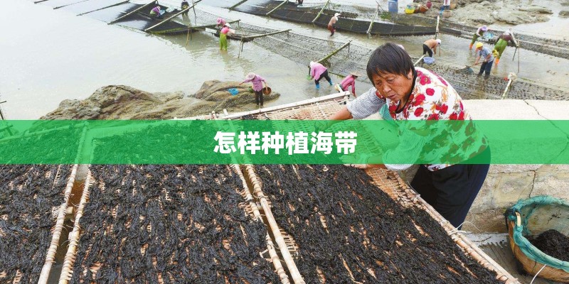 怎样种植海带