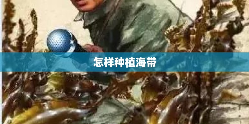 怎样种植海带