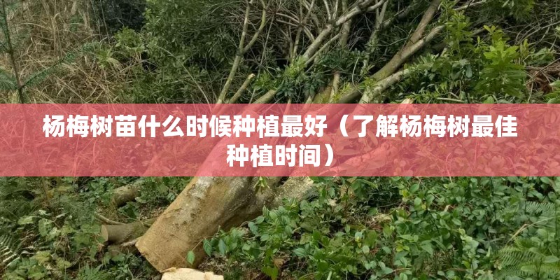 杨梅树苗什么时候种植最好（了解杨梅树最佳种植时间）