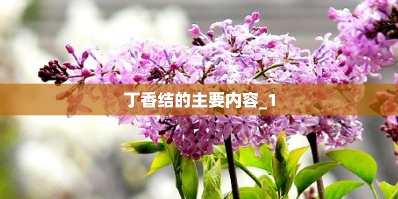 丁香结的主要内容_1