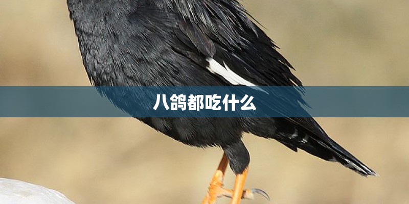 八鸽都吃什么