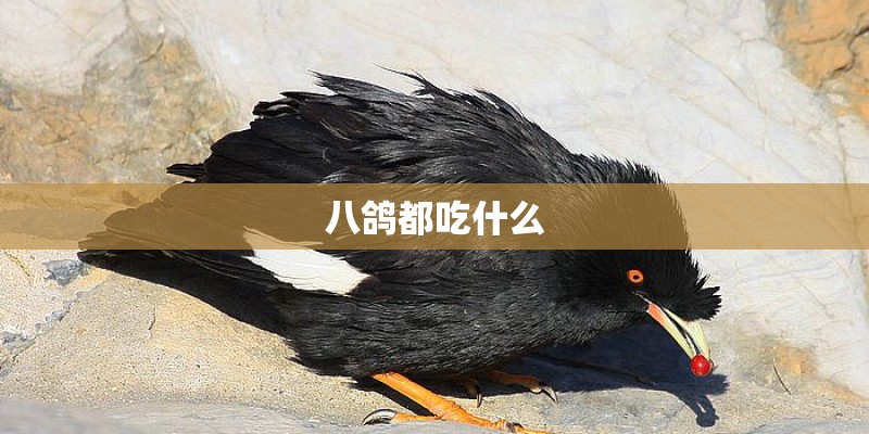 八鸽都吃什么