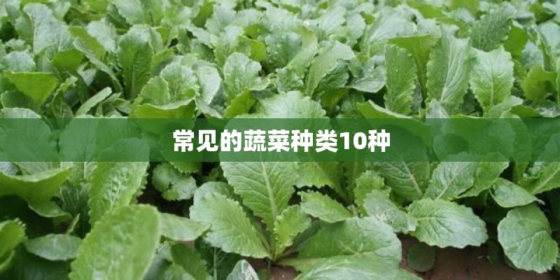 常见的蔬菜种类10种