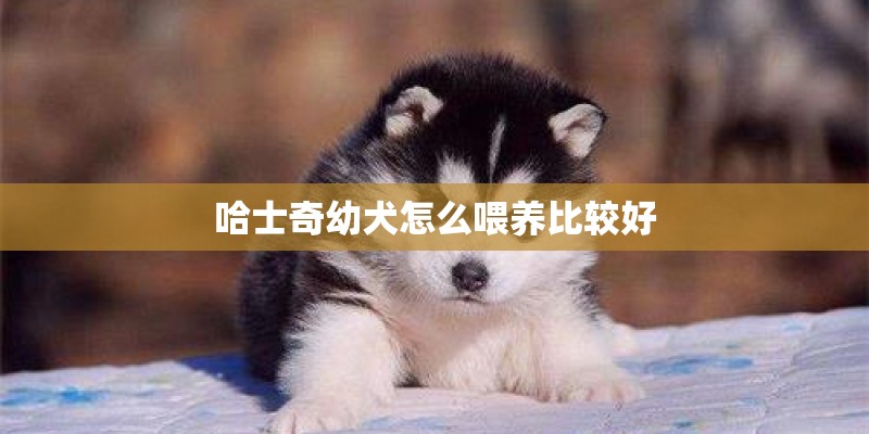 哈士奇幼犬怎么喂养比较好