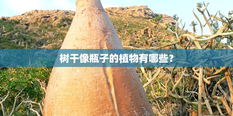 树干像瓶子的植物有哪些？