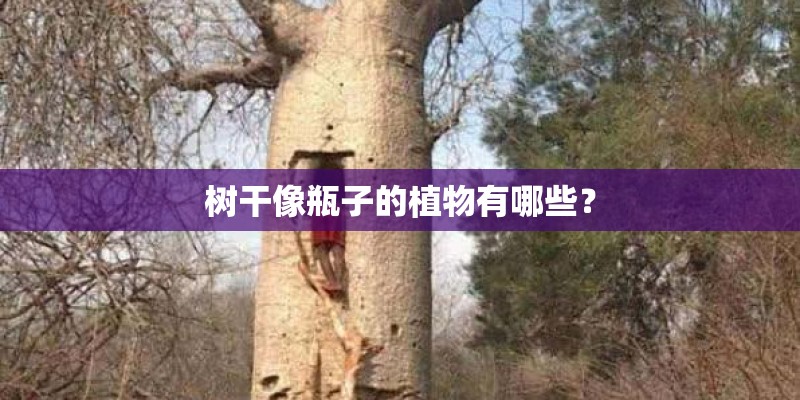 树干像瓶子的植物有哪些? 树干像瓶子的植物有哪些?