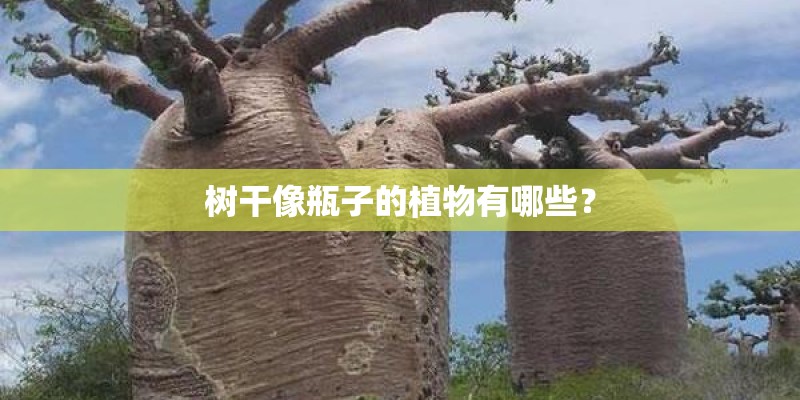 树干像瓶子的植物有哪些? 树干像瓶子的植物有哪些?