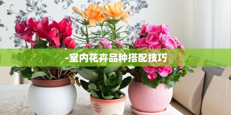 -室内花卉品种搭配技巧