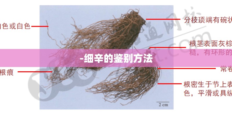 -细辛的鉴别方法
