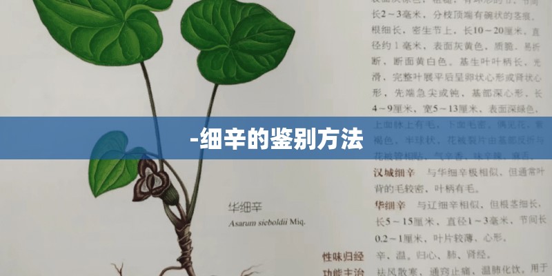 -细辛的鉴别方法