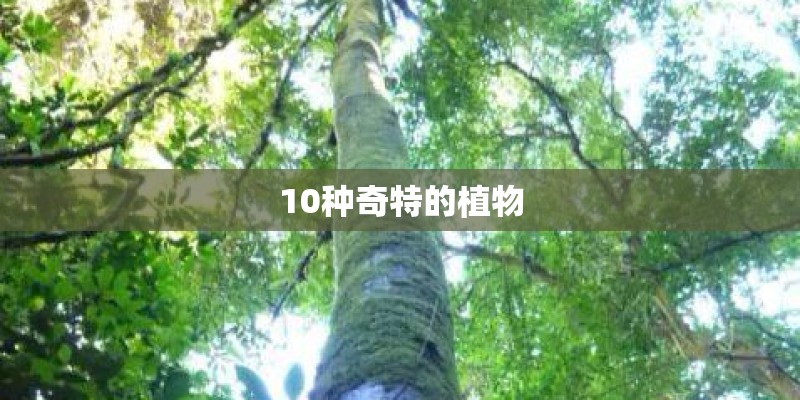 10种奇特的植物 10种奇特的植物