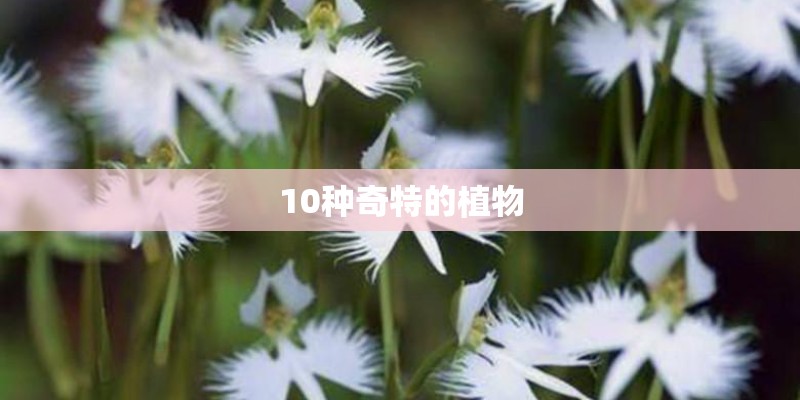 10种奇特的植物 10种奇特的植物