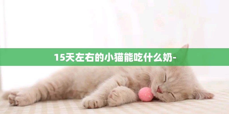 15天左右的小猫能吃什么奶-