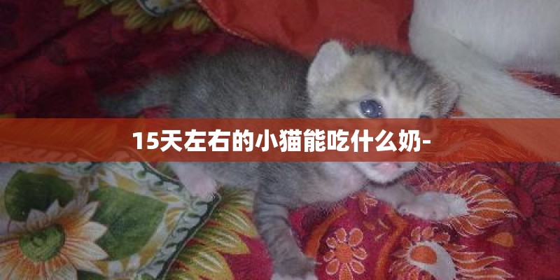 15天左右的小猫能吃什么奶-