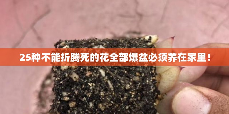 25种不能折腾死的花全部爆盆必须养在家里! 25种不能折腾死的花全部爆盆必须养在家里!