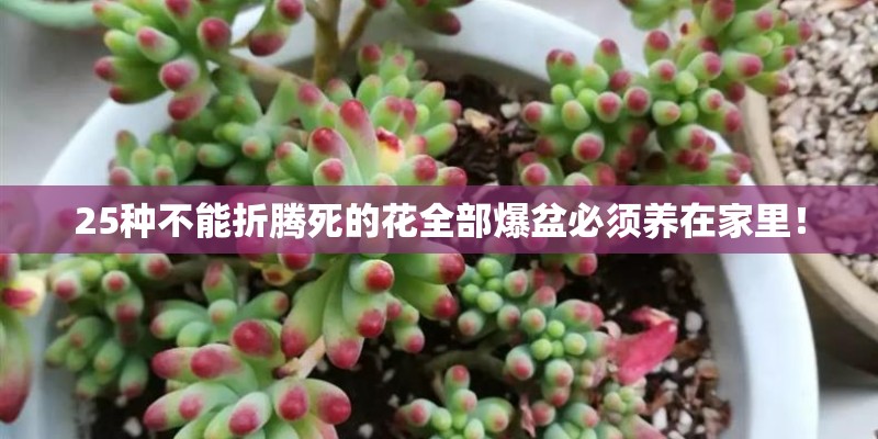 25种不能折腾死的花全部爆盆必须养在家里！